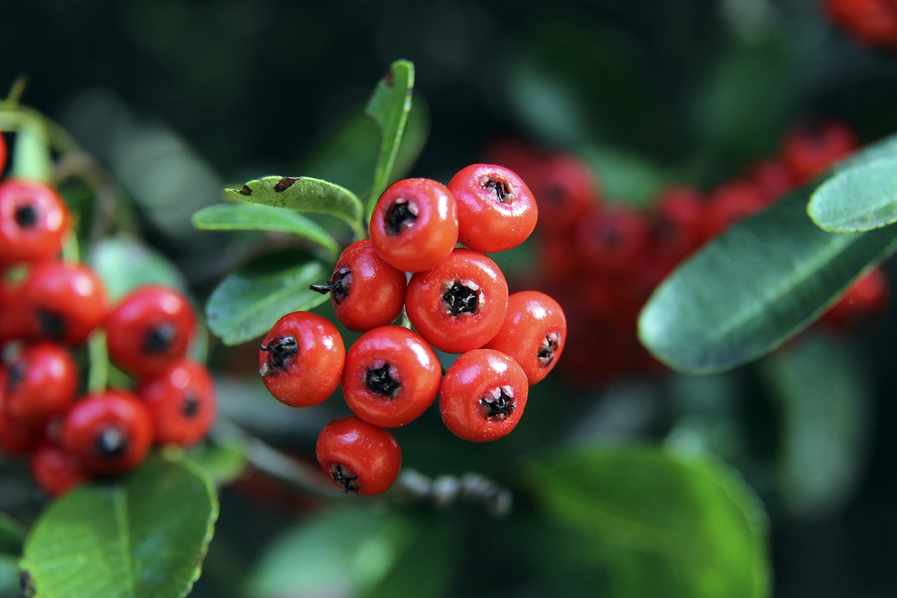 利他主义 利他主义